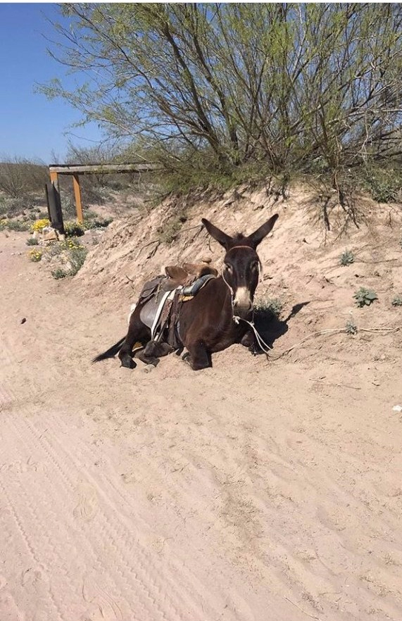 The Reluctant Burro